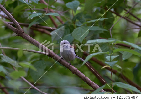 島江永初夏 123379487