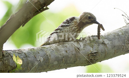 Japanese pygmy woodpecker ecology predation 123379524