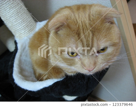 Cat's face Cat's face 123379646
