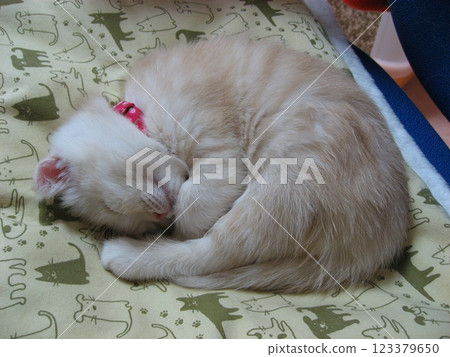 Round kittens 123379650