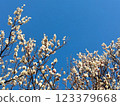 White plum shining in the blue sky 123379668
