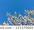 White plum shining in the blue sky 123379669