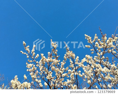 White plum shining in the blue sky 123379669