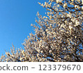 White plum shining in the blue sky 123379670