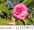 red camellia flower 123379671