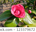 red camellia flower 123379672