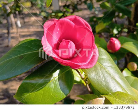 red camellia flower 123379672
