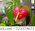Red heart anthurium 123379673