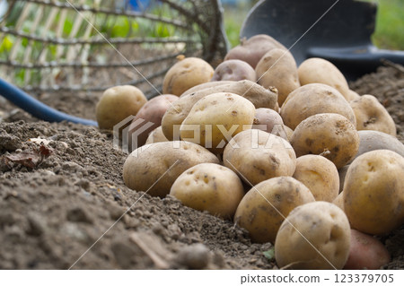 Freshly harvested potatoes piled on the ground, with a gardening rake and shovel in the background Freshly harvested potatoes piled on the ground, with a gardening rake and shovel in the background 123379705