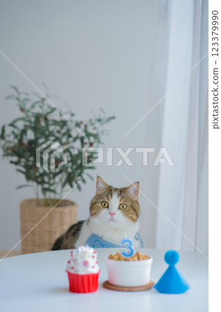 cat care concept with scottish tabby cat happy with eat food with birthday anniversary 123379990