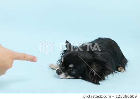 Chihuahua being scolded 123380609