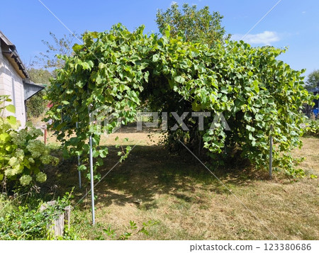 Vine grapes, wooden gazebo entwined with vine grapes. Arbor entwined vine grapes. Landscape design concept. home vineyard Vine grapes, wooden gazebo entwined with vine grapes. Arbor entwined vine grapes. Landscape design concept. home vineyard 123380686