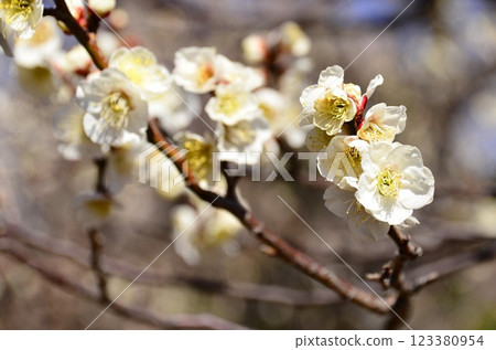 Plum blossoms in full bloom Plum blossoms in full bloom 123380954