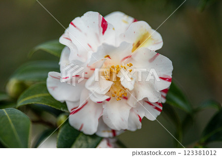 Ofunato City Goishi Coast World Camellia Festival Ofunato City Goishi Coast World Camellia Festival 123381012