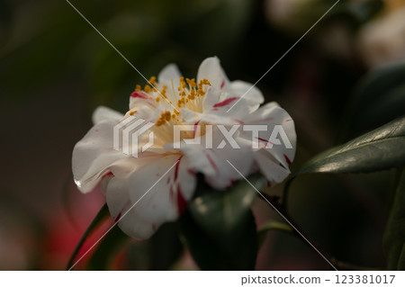 Ofunato City Goishi Coast World Camellia Festival 123381017