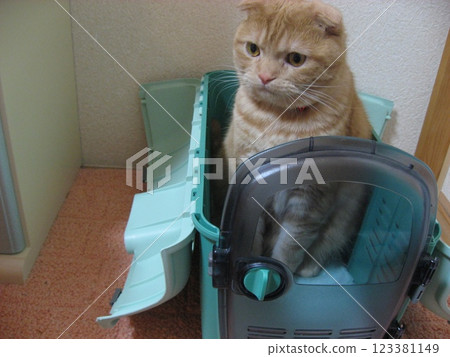 Cat peeking out from carrier case 123381149