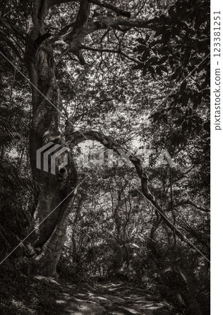 Big tree in natural tropical jungle forest Ilha Grande Brazil. 123381251