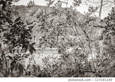 Mangrove and Pouso beach on tropical island Ilha Grande Brazil. Mangrove and Pouso beach on tropical island Ilha Grande Brazil. 123381289