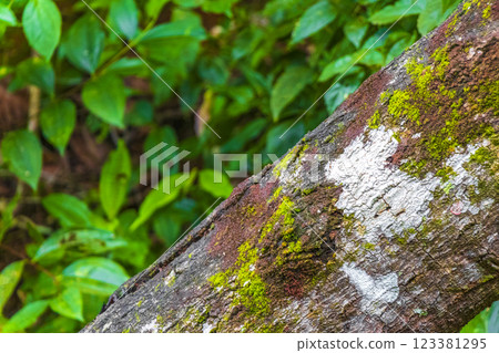 Moss mushrooms fungi lichens on tree natural tropical jungle Brazil. Moss mushrooms fungi lichens on tree natural tropical jungle Brazil. 123381295