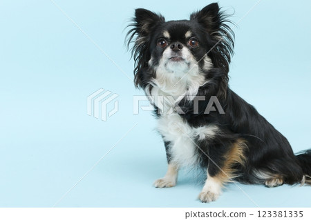 奇瓦瓦狗坐在淺藍色背景上 123381335