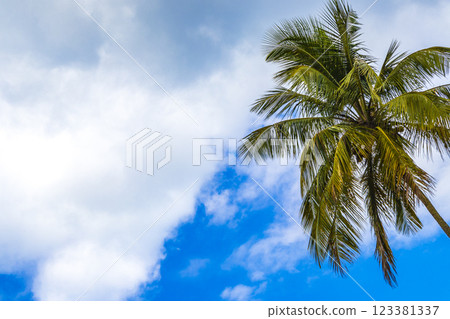 Palm tree with blue sky background tropical Ilha Grande Brazil. Palm tree with blue sky background tropical Ilha Grande Brazil. 123381337