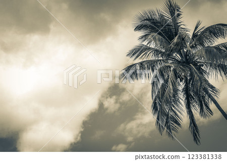 Palm tree with cloudy sky background tropical Ilha Grande Brazil. Palm tree with cloudy sky background tropical Ilha Grande Brazil. 123381338