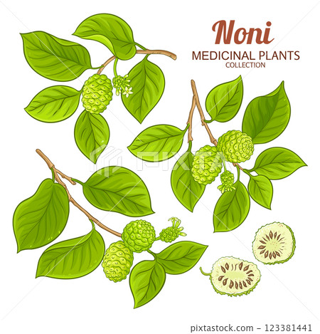 Noni Branch Colored Detailed Illustration 123381441