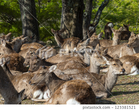 A herd of deer in Nara Park relaxing after a meal A herd of deer in Nara Park relaxing after a meal 123381521