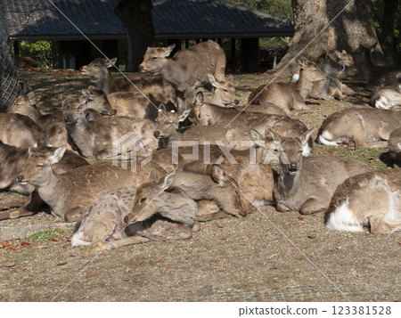 奈良公園的一群鹿在飯後放鬆 奈良公園的一群鹿在飯後放鬆 123381528