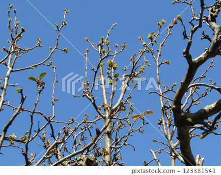 A quince tree with cute young leaves 123381541