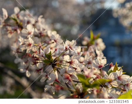 公園裡的櫻花被清晨的陽光照亮 123381545