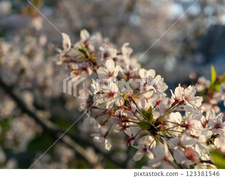 公園裡的櫻花被清晨的陽光照亮 123381546