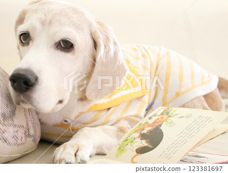 比格犬在閱讀繪本時放鬆 123381697