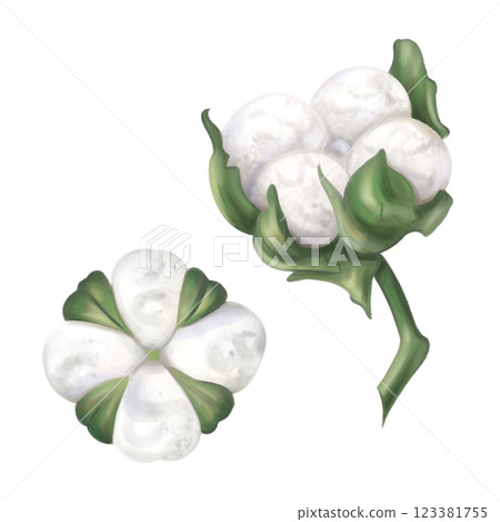 Two cotton balls plant white color with leaves to create organic botanical seasonal cozy decor. Sustainable celebration of natural recyclable material, plastic free concept. Isolated illustration Two cotton balls plant white color with leaves to create organic botanical seasonal cozy decor. Sustainable celebration of natural recyclable material, plastic free concept. Isolated illustration 123381755