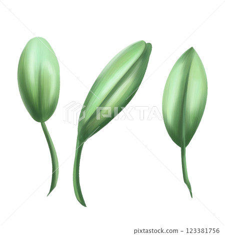 Two leaves of berry spring green color to create organic botanical seasonal cozy decor. Sustainable celebration of natural recyclable material, plastic free concept. Isolated illustration Two leaves of berry spring green color to create organic botanical seasonal cozy decor. Sustainable celebration of natural recyclable material, plastic free concept. Isolated illustration 123381756