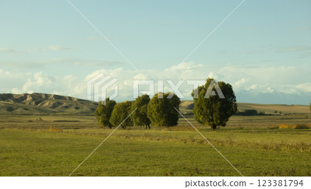 beautiful landscape and meadow in Kyrgyzstan, tree for windbreaks 123381794