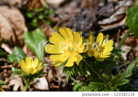 阿多尼斯叉莖 阿多尼斯叉莖 123382116