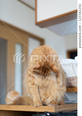 Sitting and staring brown tabby cat 123382202