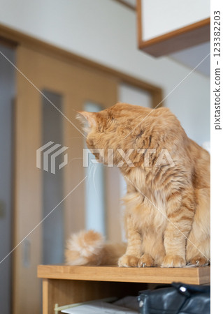 Sitting and staring brown tabby cat 123382203