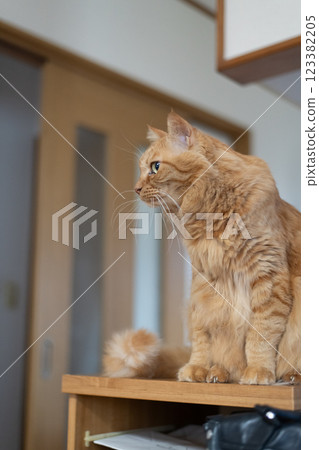Sitting and staring brown tabby cat 123382205