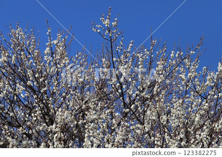 White plum blossoms in full bloom in a winter park 123382275
