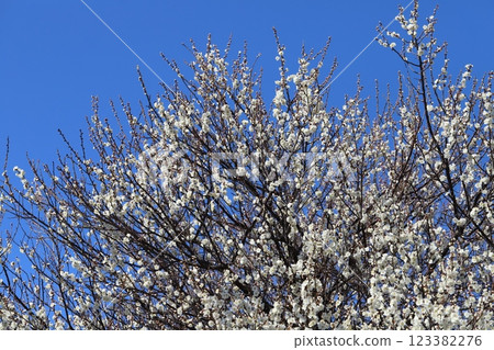 White plum blossoms in full bloom in a winter park 123382276