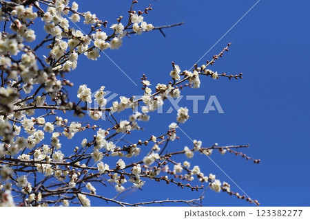 White plum blossoms in full bloom in a winter park 123382277