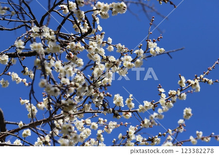 White plum blossoms in full bloom in a winter park 123382278