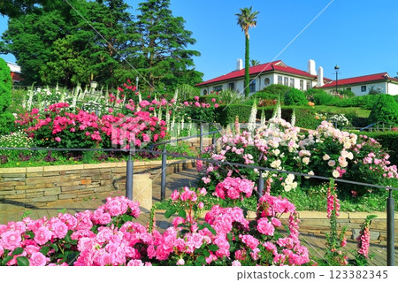 [Kanagawa Prefecture] Minato Mirai Park on a clear day and roses in full bloom (British Pavilion) 123382345