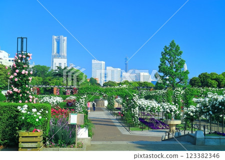 [Kanagawa Prefecture] Yamashita Park on a clear day and roses in full bloom (Minato Garden) 123382346