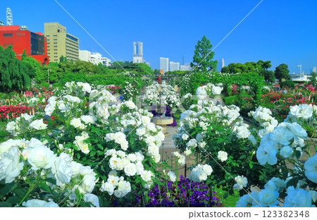 【神奈川縣】晴天的山下公園，玫瑰盛開（港花園） 123382348