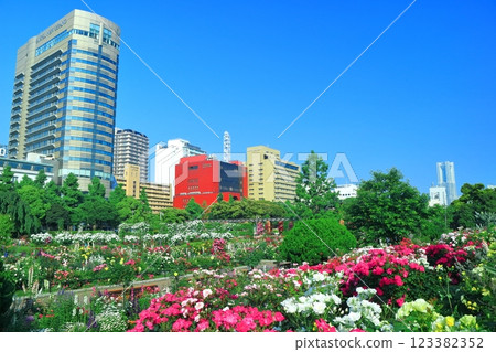 [Kanagawa Prefecture] Yamashita Park on a clear day and roses in full bloom (Minato Garden) 123382352