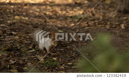 Eurasian red squirrel live in a public park in Bishkek 123382419