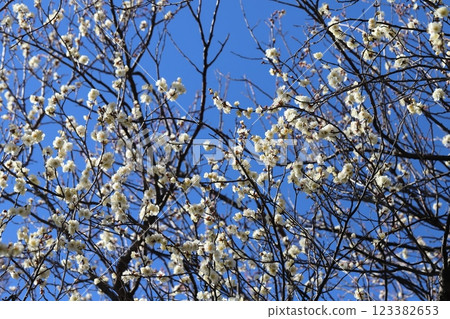 White plum blossoms blooming in a winter park 123382653